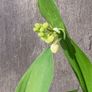 Medium Garden Fern Image 3
