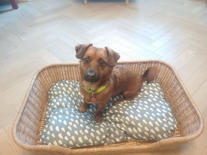 Dog Bed