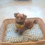 Dog Bed Image 4