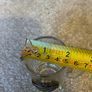 Guinness Collector's Edition 2012 Miniature Tankard Image 4