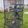 pet Image 2