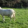 Belclare , 5 Star Ram ,Ewe Hoggets Image 5