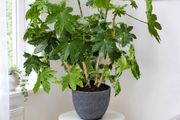 Large Fatsia Japonica