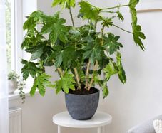 Large Fatsia Japonica