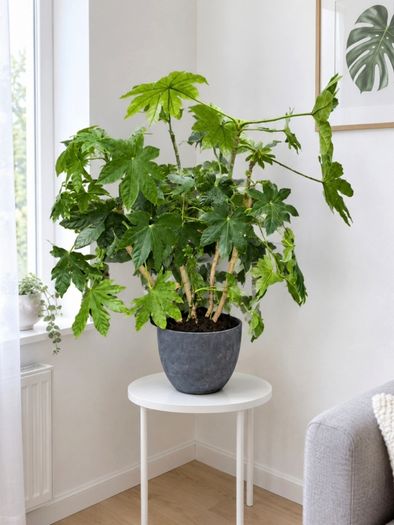 Large Fatsia Japonica