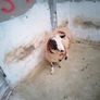 Hybrid ram Lamb Image 2