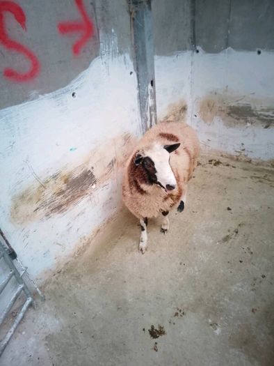 Hybrid ram Lamb