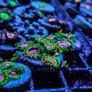 Fake Lime Chilli Zoa Image 3
