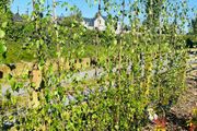 Weeping birch tree