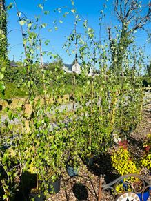 Weeping birch tree
