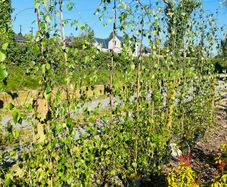 Weeping birch tree
