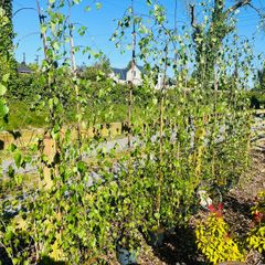 Weeping birch tree