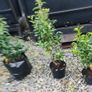 Quality Portuguese Laurel in sizes from 3 euro Image 3