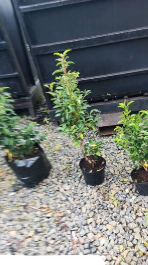 Quality Portuguese Laurel in sizes from 3 euro