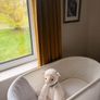 SNOO Smart Sleeper and all accessories Image 5
