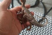 Dilophosaurus Figurine Realistic Jurassic Park Dinosaur