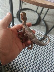 Dilophosaurus Figurine Realistic Jurassic Park Dinosaur