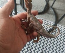 Dilophosaurus Figurine Realistic Jurassic Park Dinosaur