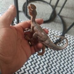Dilophosaurus Figurine Realistic Jurassic Park Dinosaur