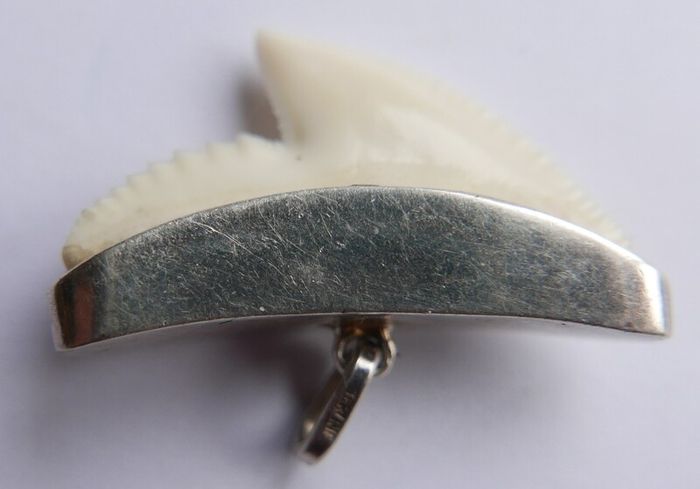 Vintage Sterling Silver Mounted Sharks Tooth Pendant