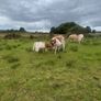 4x Suckler Cows & 3x Charley Heifer & 1 Bull Calf Image 4