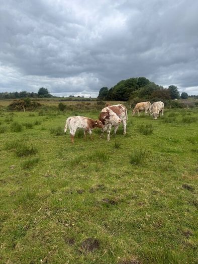 4x Suckler Cows & 3x Charley Heifer & 1 Bull Calf