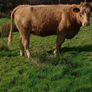 Heifers Image 4