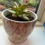 Plant Image 3