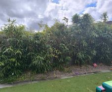 bamboo
