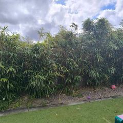 bamboo