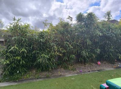 bamboo
