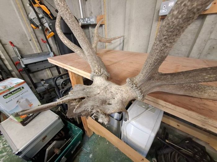 stag antlers