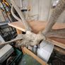 stag antlers Image 4