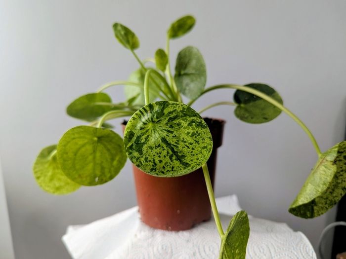 Pillea Peperomioides Plant
