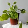 Pillea Peperomioides Plant Image 2