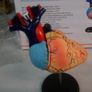 Heart anatomical model Image 2