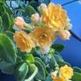 kalanchoe Image 2