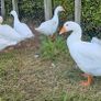 Embden goslings Image 6