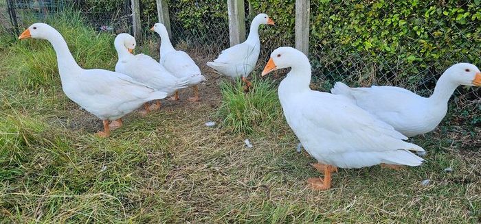 Geese