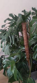 large mature Monstera plant