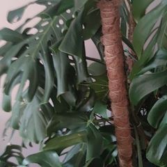 large mature Monstera plant