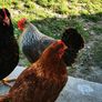 hens 15 each Image 2