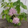 Large Hydrangea macrophylla  Ayesha in plastic pot Image 3