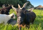 Pygmy goats