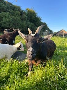 Pygmy goats