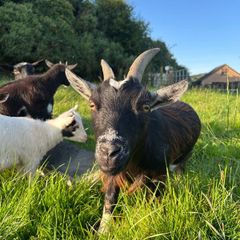 Pygmy goats