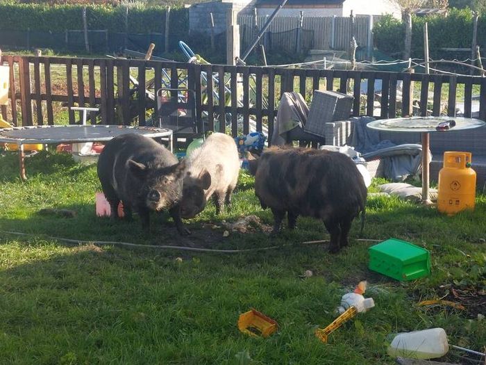 Three pigs, one kune kune boar and two sows