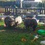 Three pigs, one kune kune boar and two sows Image 5