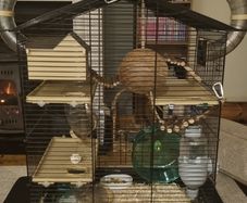 Hamster cage