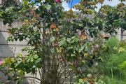climbing rose